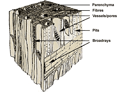 3D line drawing of a hardwood cube showing the cell stucture on tangential, radial and cross sections