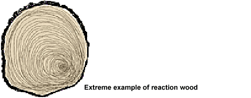 Diagram of reaction wood